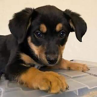 murphys-law-pet-rescue-dogs-600x600.jpg