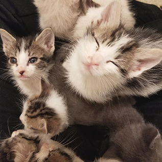 murphys-law-pet-rescue-kittens-600x600.jpg