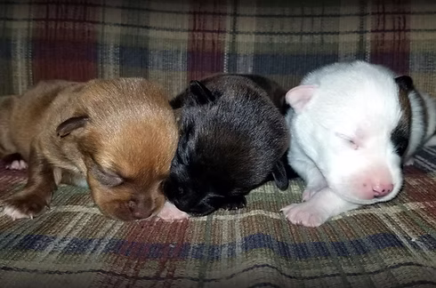 murphys-law-pet-rescue.jpg