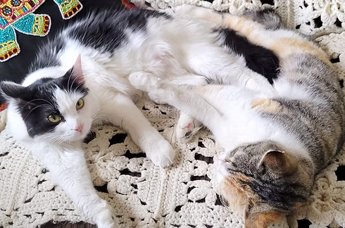 murphys-law-pet-rescue-advocate.jpg